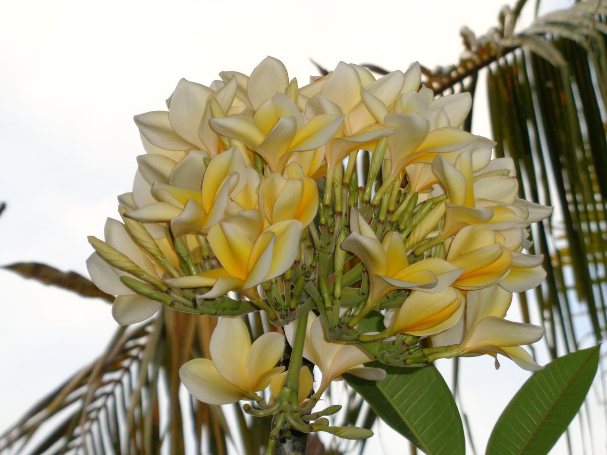 बिस्तर और नाश्ता Yulia 1 Sanur (Bali)